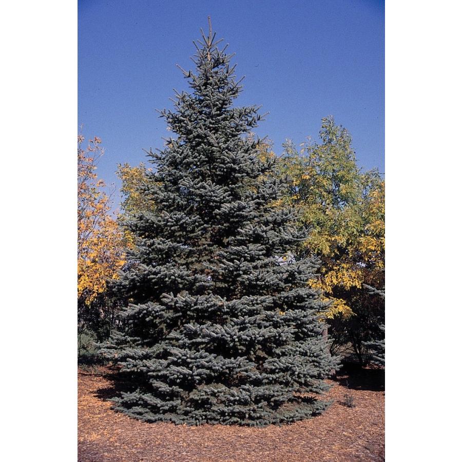 銀葉コロラドトウヒ（プンゲンストウヒ） ［アリゾナ州カイバブ