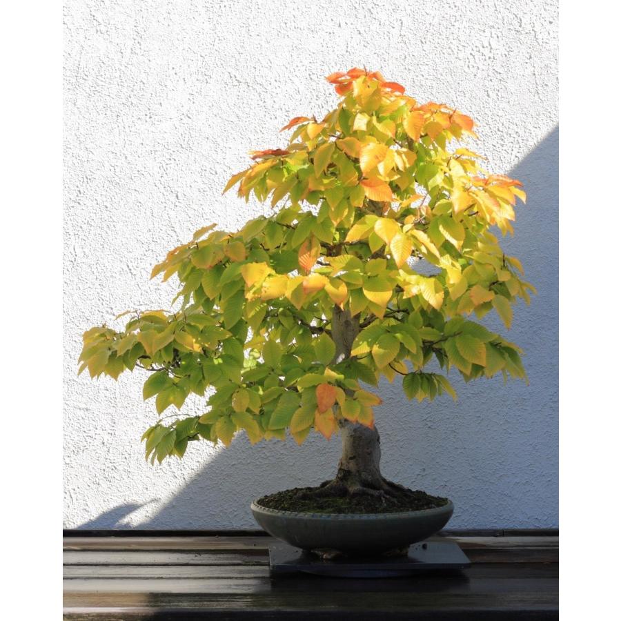 アメリカブナ 種子10粒 American Beech 10 Seeds Ntjkq1p72p H I Tree C S Yahoo 店 通販 Yahoo ショッピング