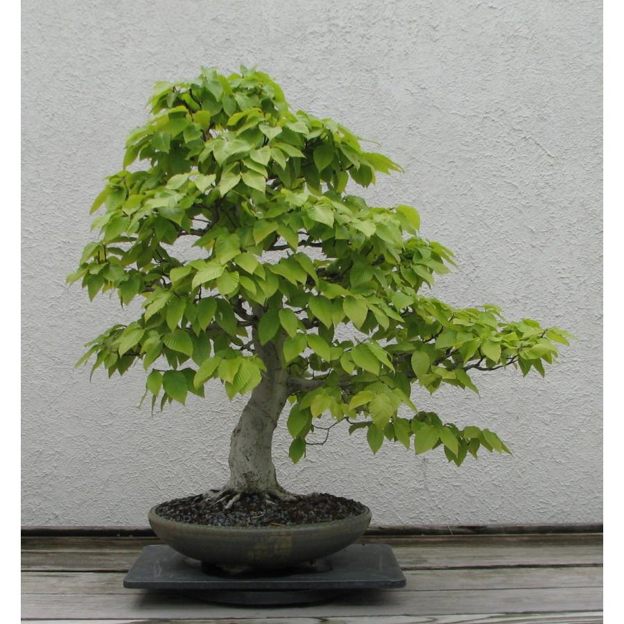 アメリカブナ 種子10粒 American Beech 10 Seeds Ntjkq1p72p H I Tree C S Yahoo 店 通販 Yahoo ショッピング