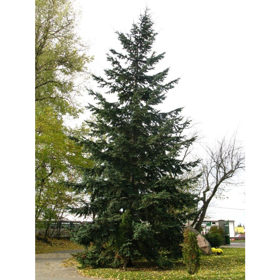 銀葉アメリカトガサワラ 米国栂椹 種子50粒 Rocky Mountain Douglas Fir 50 Seeds Ntjr3fn0ce H I Tree C S Yahoo 店 通販 Yahoo ショッピング