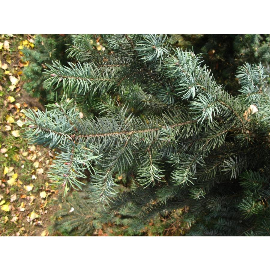 銀葉アメリカトガサワラ 米国栂椹 種子50粒 Rocky Mountain Douglas Fir 50 Seeds Ntjr3fn0ce H I Tree C S Yahoo 店 通販 Yahoo ショッピング