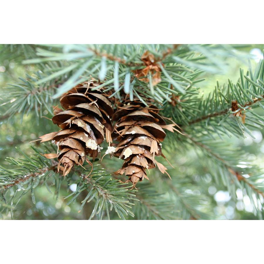 銀葉アメリカトガサワラ 米国栂椹 種子50粒 Rocky Mountain Douglas Fir 50 Seeds Ntjr3fn0ce H I Tree C S Yahoo 店 通販 Yahoo ショッピング