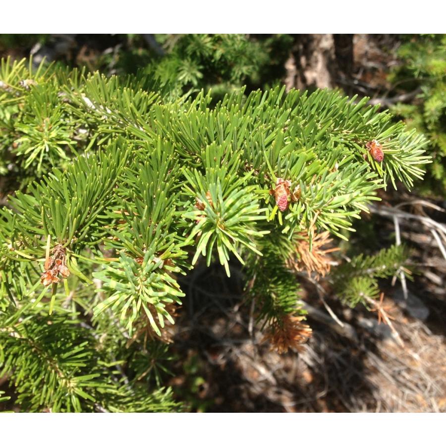 銀葉アメリカトガサワラ 米国栂椹 種子50粒 Rocky Mountain Douglas Fir 50 Seeds Ntjr3fn0ce H I Tree C S Yahoo 店 通販 Yahoo ショッピング