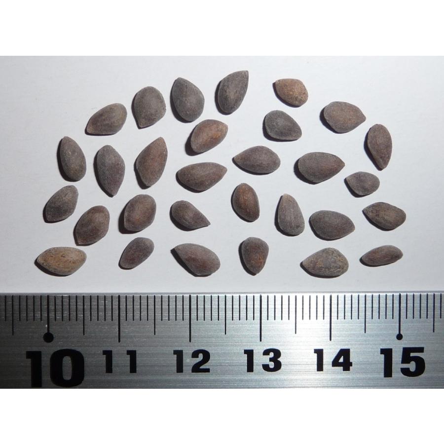 イガゴヨウ ブリッスルコーンパイン コロラド州産 種子30粒 Rocky Mountain Bristlecone Pine Colorado 30 Seeds Ntjrsrgqyc H I Tree C S Yahoo 店 通販 Yahoo ショッピング