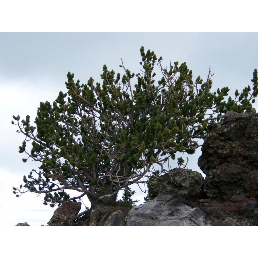 イガゴヨウ（ブリッスルコーンパイン） ［コロラド州産］ 種子30粒 Rocky mountain bristlecone pine Colorado 30 seeds｜hitreecs-pro｜02