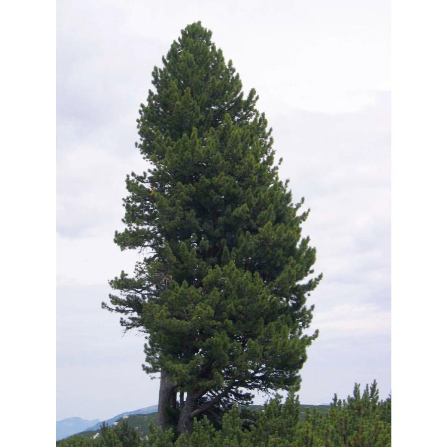 スイスマツ<スイス松> 種子10粒 Swiss stone pine 10 seeds|hitreecs-pro|02