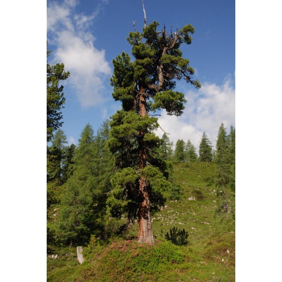 スイスマツ<スイス松> 種子10粒 Swiss stone pine 10 seeds|hitreecs-pro|03