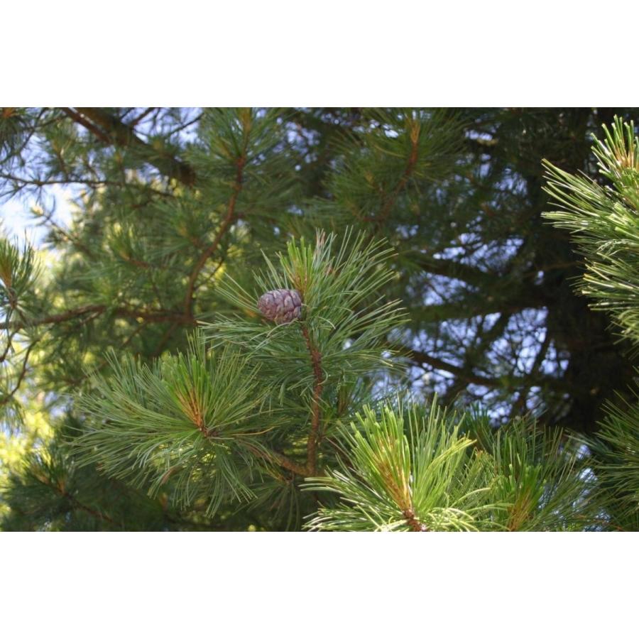 スイスマツ<スイス松> 種子10粒 Swiss stone pine 10 seeds|hitreecs-pro|04
