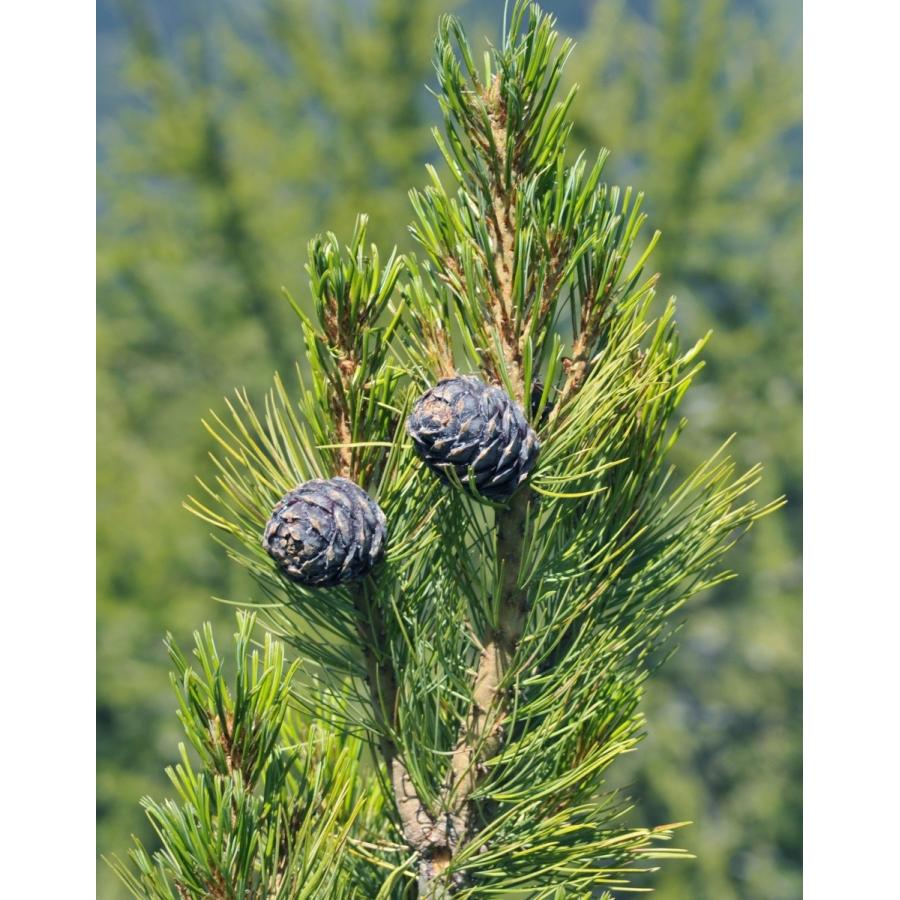 スイスマツ<スイス松> 種子10粒 Swiss stone pine 10 seeds|hitreecs-pro|05