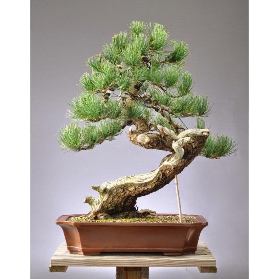スイスマツ<スイス松> 種子10粒 Swiss stone pine 10 seeds|hitreecs-pro|06