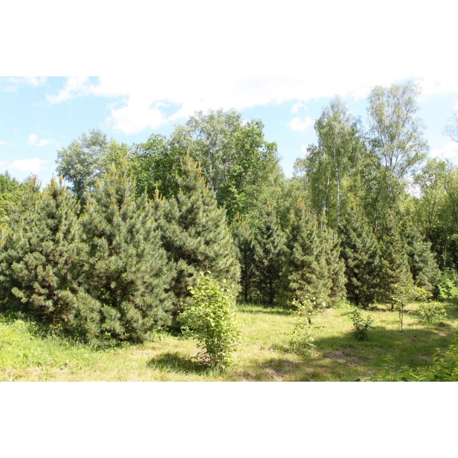 スイスマツ<スイス松> 種子10粒 Swiss stone pine 10 seeds|hitreecs-pro|07