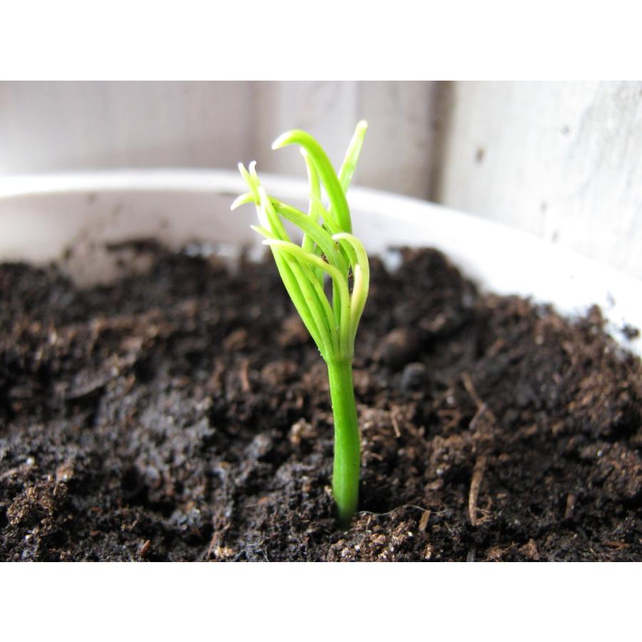 スイスマツ<スイス松> 種子10粒 Swiss stone pine 10 seeds|hitreecs-pro|09