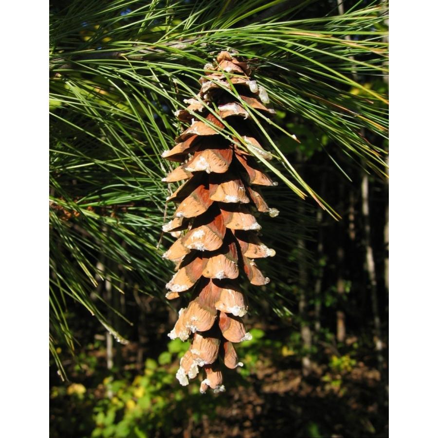 ストローブマツ ストローブ松 ウィスコンシン州産 種子10粒 Eastern White Pine Winsonsin 10 Seeds Ntjt1exwyu H I Tree C S Yahoo 店 通販 Yahoo ショッピング