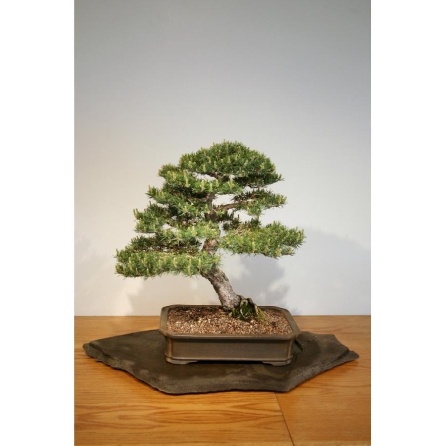 ヨーロッパアカマツ 欧州赤松 ウクライナ産 種子30粒 Scotch Pine Ukraine 30 Seeds Ntjtmtgqbs H I Tree C S Yahoo 店 通販 Yahoo ショッピング