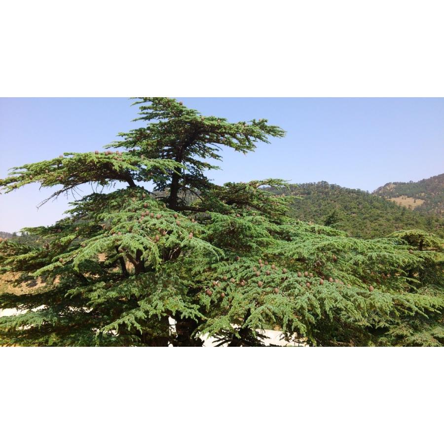 アトラスシダー(アトラス杉) 種子20粒 Atlas Cedar 20 seeds|hitreecs-pro|02