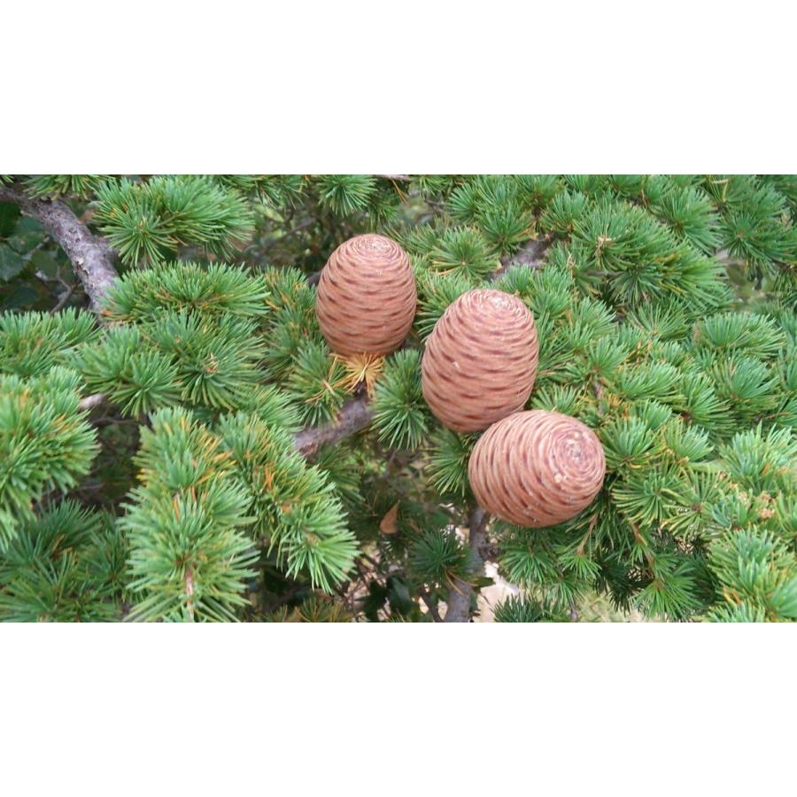 アトラスシダー(アトラス杉) 種子20粒 Atlas Cedar 20 seeds|hitreecs-pro|03