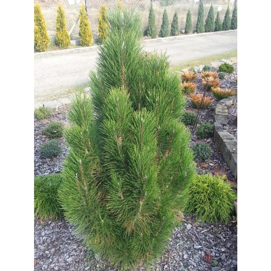 ヨーロッパクロマツ 欧州黒松 ピラミダリス 種子30粒 Pyramidal Autrian Pine 30 Seeds Nu871ufh2y H I Tree C S Yahoo 店 通販 Yahoo ショッピング