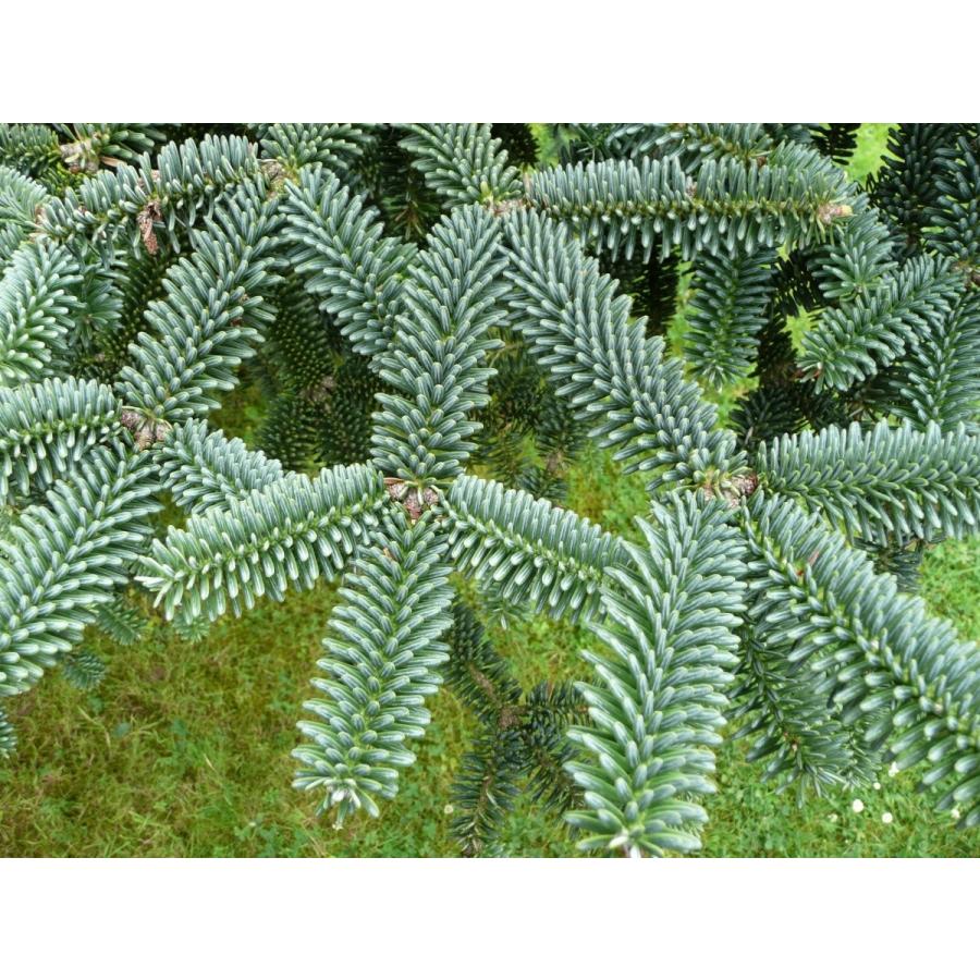 スペインモミ 種子20粒 Spanish fir 20 seeds : H.I.Tree C's スペインモミ 種子20粒 Spanish fir 20 seeds : H.I.Tree C's