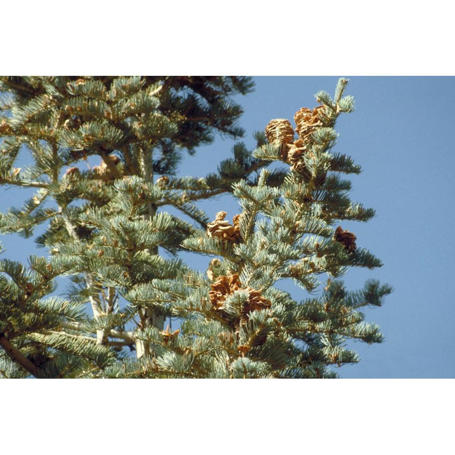 コロラドモミ  ［コロラド州サンファン産］ 種子30粒 Colorado white fir CO, San Juan 30 seeds｜hitreecs-pro｜08