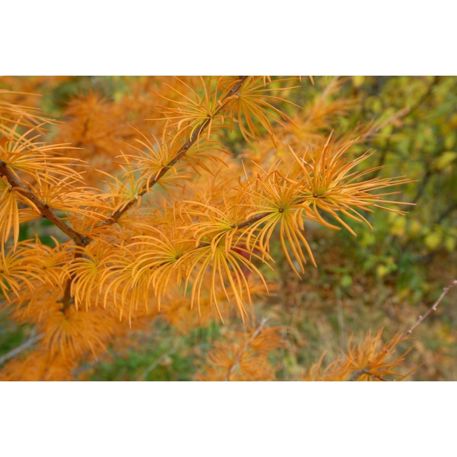イヌカラマツ 犬落葉松 金銭松 種子30粒 Chinese Golden Larch 30 Seeds Nup9qs7epx H I Tree C S Yahoo 店 通販 Yahoo ショッピング