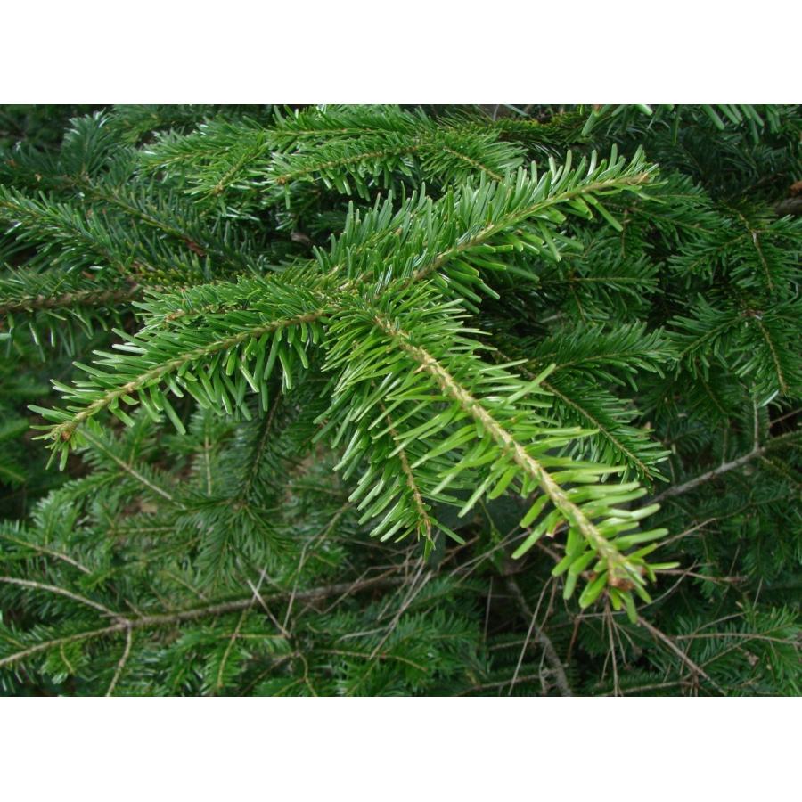 ヨーロッパモミ 欧州モミ ウクライナ産 種子30粒 European Silver Fir Ukraine 30 Seeds P3wc06amnp H I Tree C S Yahoo 店 通販 Yahoo ショッピング