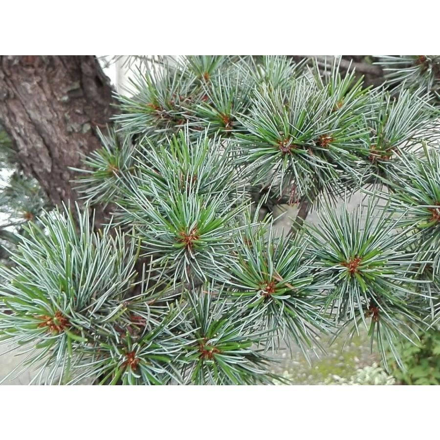 270円 Sale 94 Off ヨーロッパクロマツ 欧州黒松 ピラミダリス 種子30粒 Pyramidal Autrian