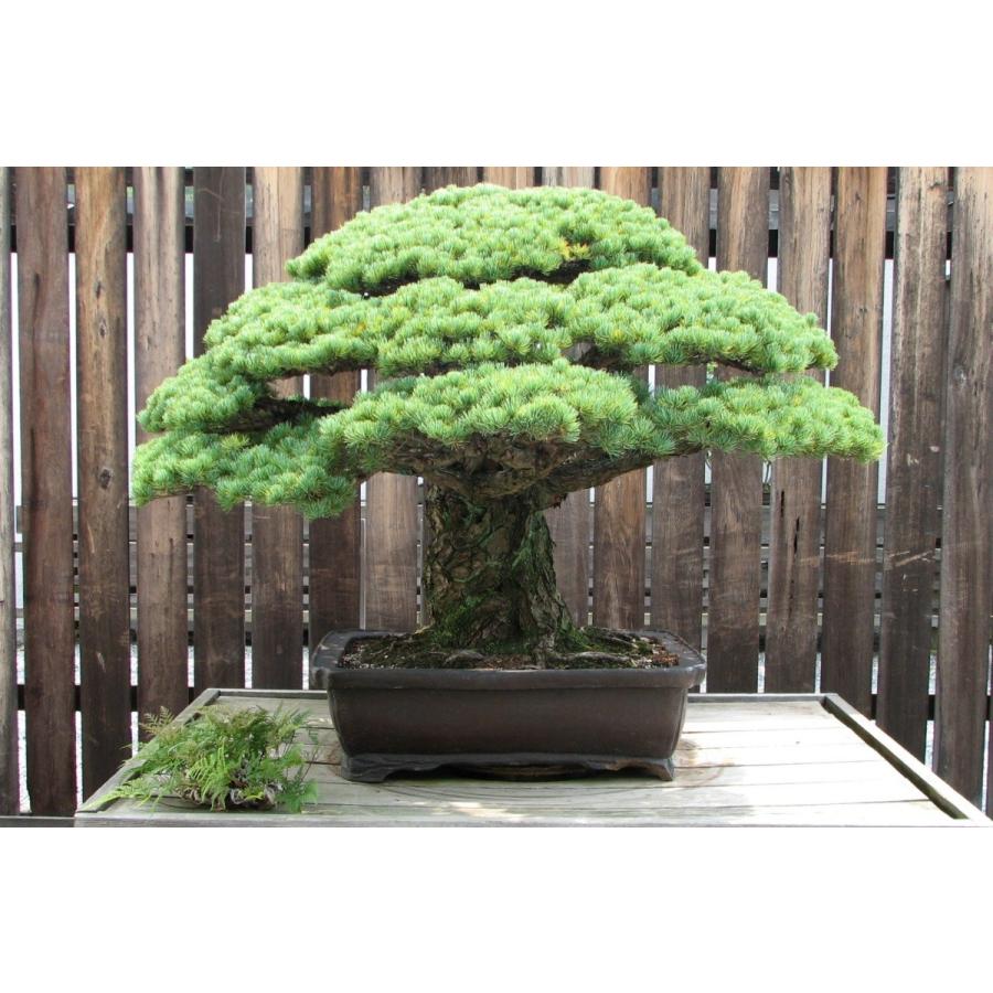 仕立て物　ゴヨウマツ　約90cm【五葉松/姫小松/盆栽/日本庭園/赤松】　17 ゴヨウマツ＜五葉松＞ （ヒメコマツ＜姫小松＞系） 種子10粒 Southern