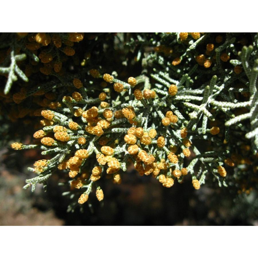 アリゾナイトスギ 種子50粒 Arizona Cypress 50 Seeds Pisz6ns1ud H I Tree C S Yahoo 店 通販 Yahoo ショッピング