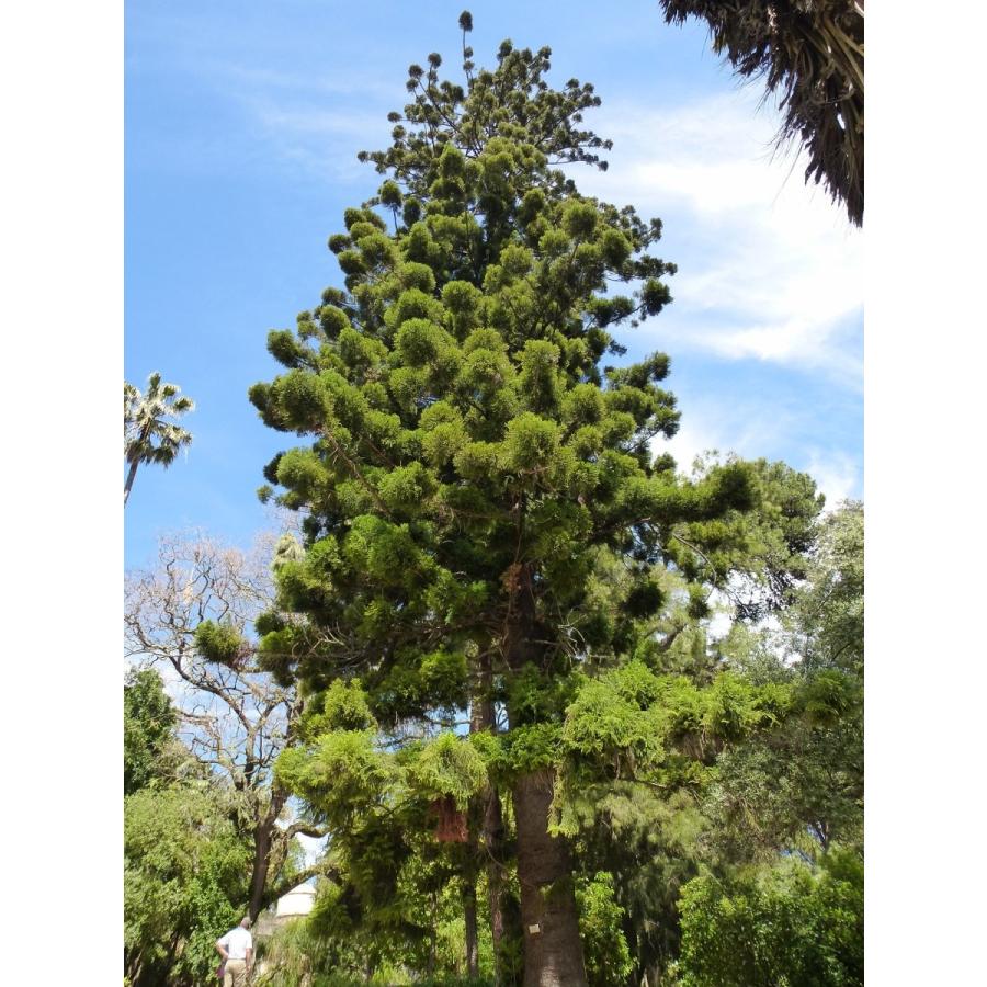 ナンヨウスギ（アローカリア） 種子5粒 Hoop pine 5 seeds : H.I.Tree