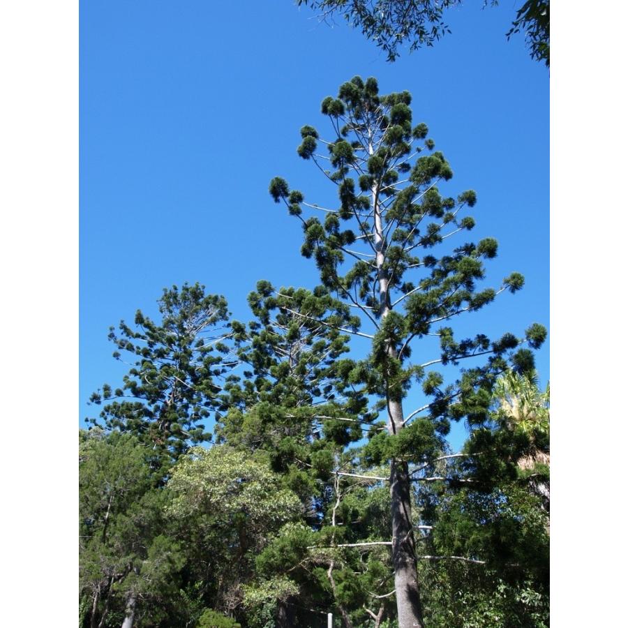 ナンヨウスギ（アローカリア） 種子5粒 Hoop pine 5 seeds : H.I.Tree