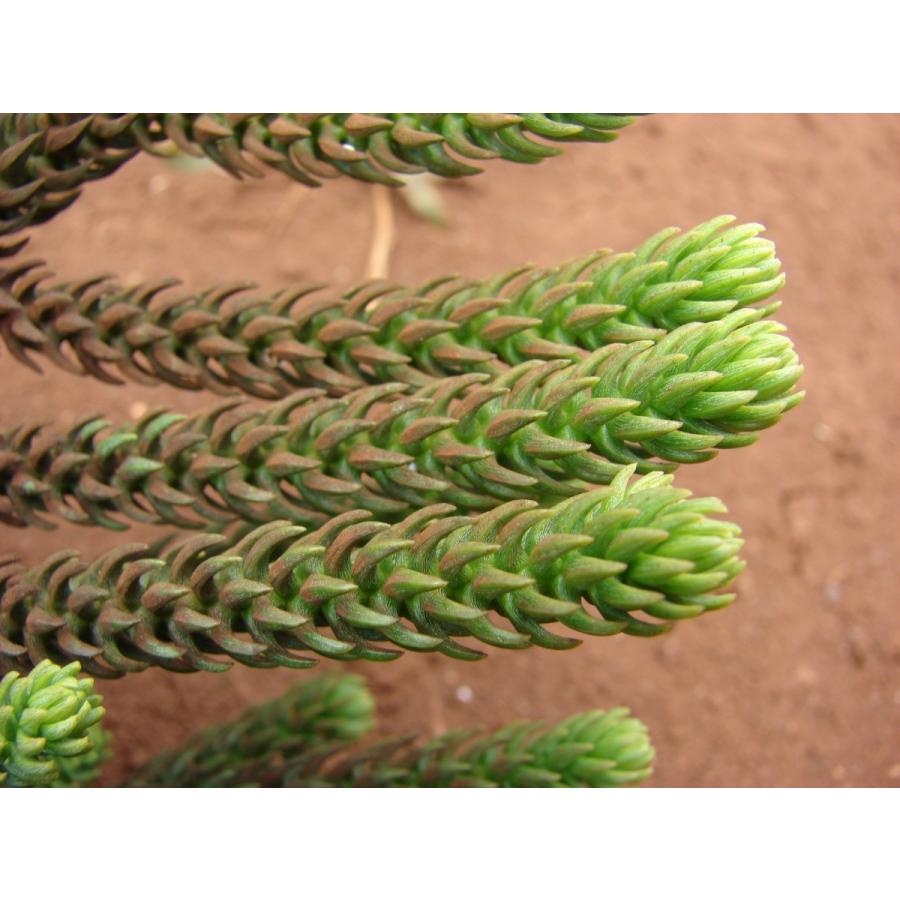 ナンヨウスギ（アローカリア） 種子5粒 Hoop pine 5 seeds