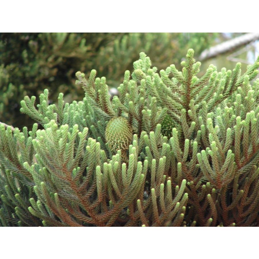ナンヨウスギ（アローカリア） 種子5粒 Hoop pine 5 seeds : H.I.Tree
