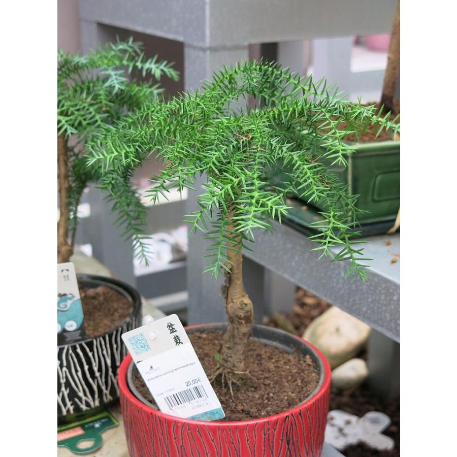 ナンヨウスギ（アローカリア） 種子5粒 Hoop pine 5 seeds : H.I.Tree