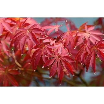 モミジ・モミジガワ＜紅葉川＞ 種子10粒 Momijigawa Japanese maple 10