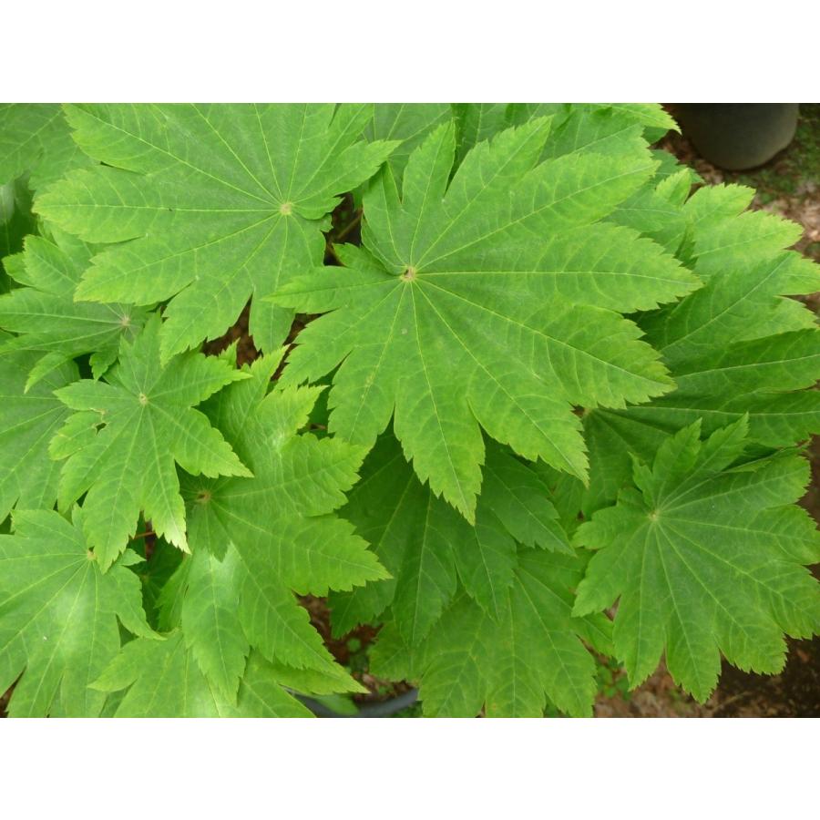 ハウチワカエデ・オオタキ＜大瀧＞ 種子10粒 Otaki full-moon maple 10