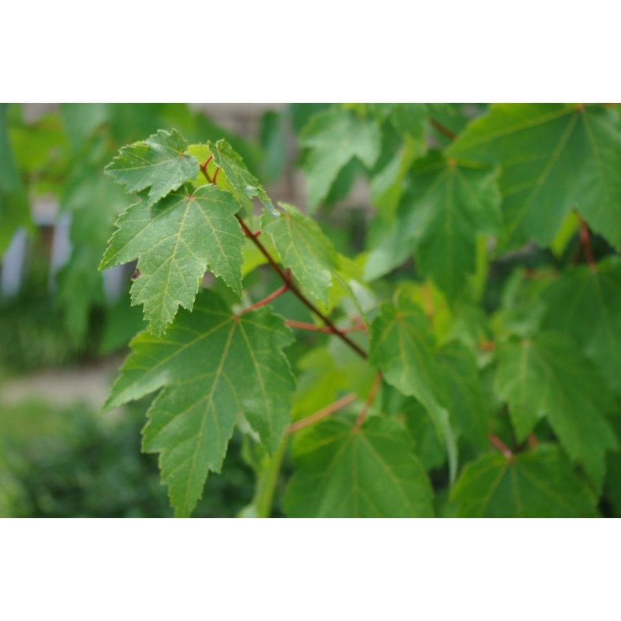 アメリカハナノキ ベニカエデ ペンシルベニア州産 種子50粒 Northern Red Maple 50 D W Seeds Zdjrxr3qjf H I Tree C S Yahoo 店 通販 Yahoo ショッピング