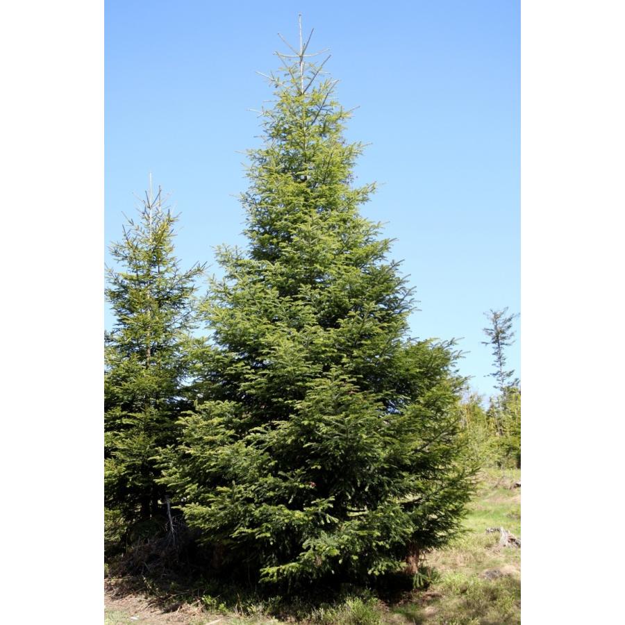 ヨーロッパモミ 欧州モミ ハンガリー産 種子30粒 European Silver Fir Hungary 30 Seeds Zfpmc1um34 H I Tree C S Yahoo 店 通販 Yahoo ショッピング