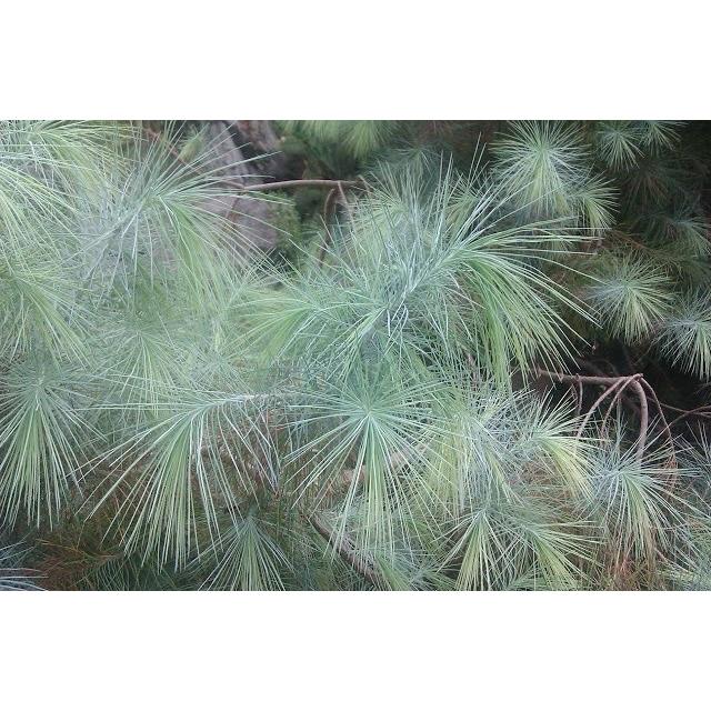 マルチネスピニョンマツ<ピニョン松> 種子5粒 Big-cone pinyon マルチネスピニョンマツ<ピニョン松> 種子5粒 Big-cone pinyon