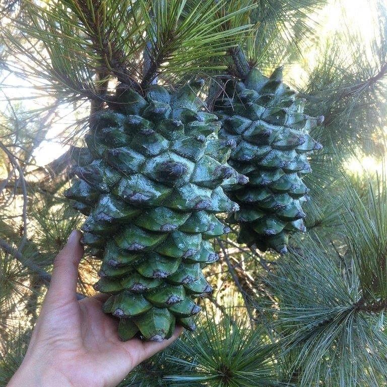 マルチネスピニョンマツ<ピニョン松> 種子5粒 Big-cone pinyon マルチネスピニョンマツ<ピニョン松> 種子5粒 Big-cone pinyon