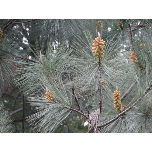 マルチネスピニョンマツ<ピニョン松> 種子5粒 Big-cone pinyon マルチネスピニョンマツ<ピニョン松> 種子5粒 Big-cone pinyon