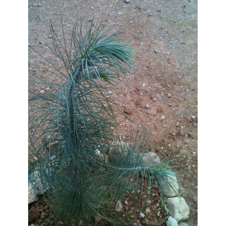 マルチネスピニョンマツ<ピニョン松> 種子5粒 Big-cone pinyon マルチネスピニョンマツ<ピニョン松> 種子5粒 Big-cone pinyon