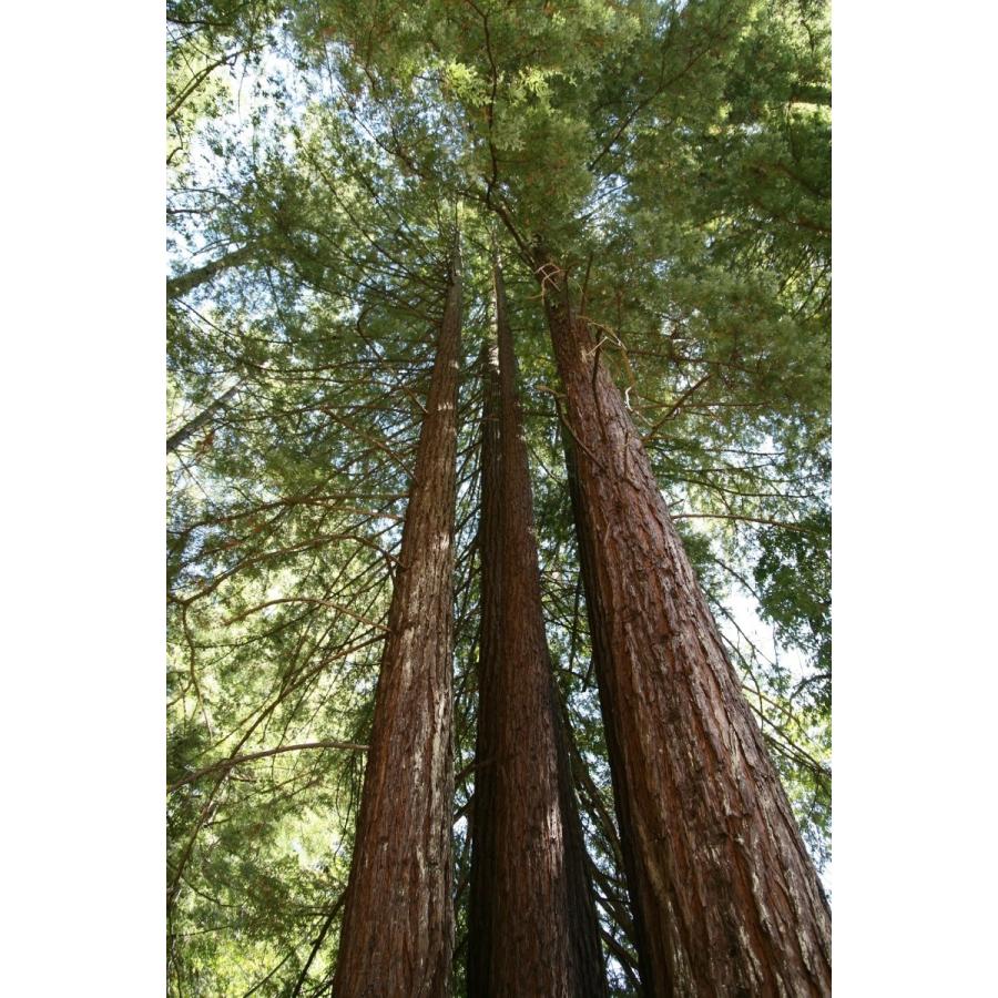 センペルセコイア（セコイアメスギ） 種子30粒 Coast redwood 30 seeds 