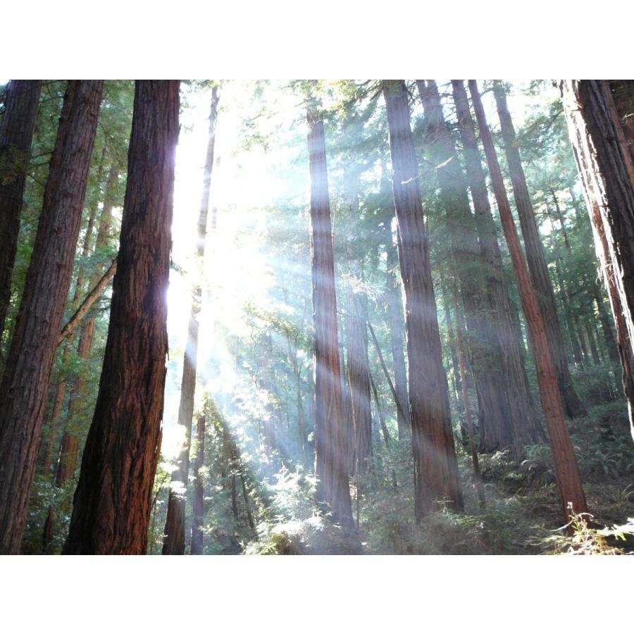 センペルセコイア（セコイアメスギ） 種子30粒 Coast redwood 30