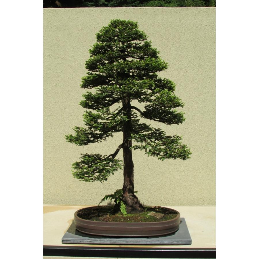 センペルセコイア（セコイアメスギ） 種子30粒 Coast redwood 30 seeds