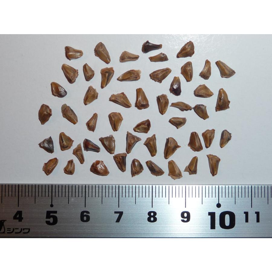 国内外の人気! アメリカハナノキ ベニカエデ ペンシルベニア州産 種子50粒 Northern red maple 50 d. w. seeds 国内外の人気! アメリカハナノキ ベニカエデ ペンシルベニア州産 種子50粒 Northern red maple 50 d. w. seeds