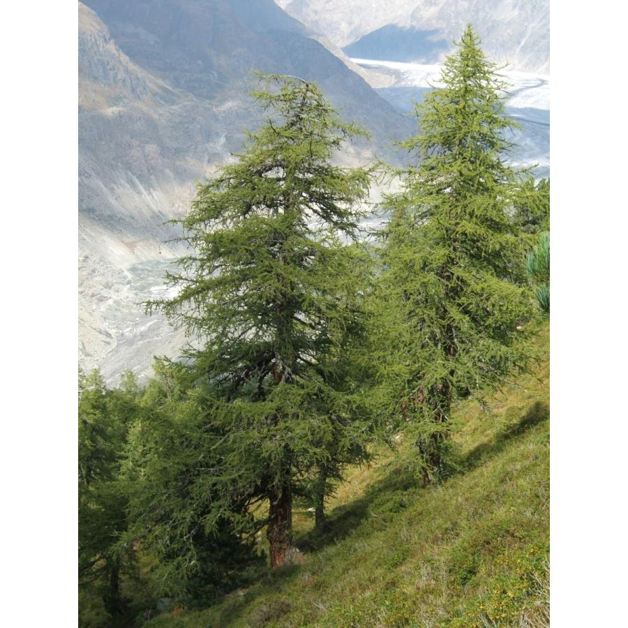 送料無料 ヨーロッパカラマツ欧州落葉松 ポーランド産 種子50粒 European Larch Pila Poland 50 Seeds Krntner Pflege Service 04b At