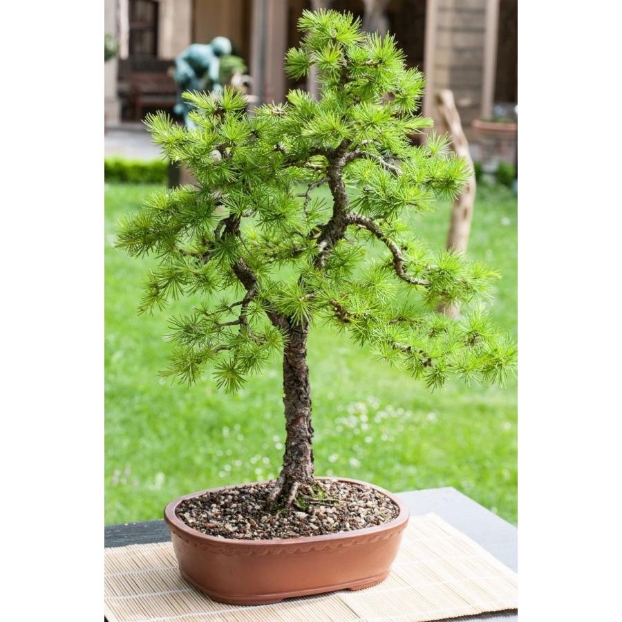 270円 Sale 94 Off ヨーロッパクロマツ 欧州黒松 ピラミダリス 種子30粒 Pyramidal Autrian