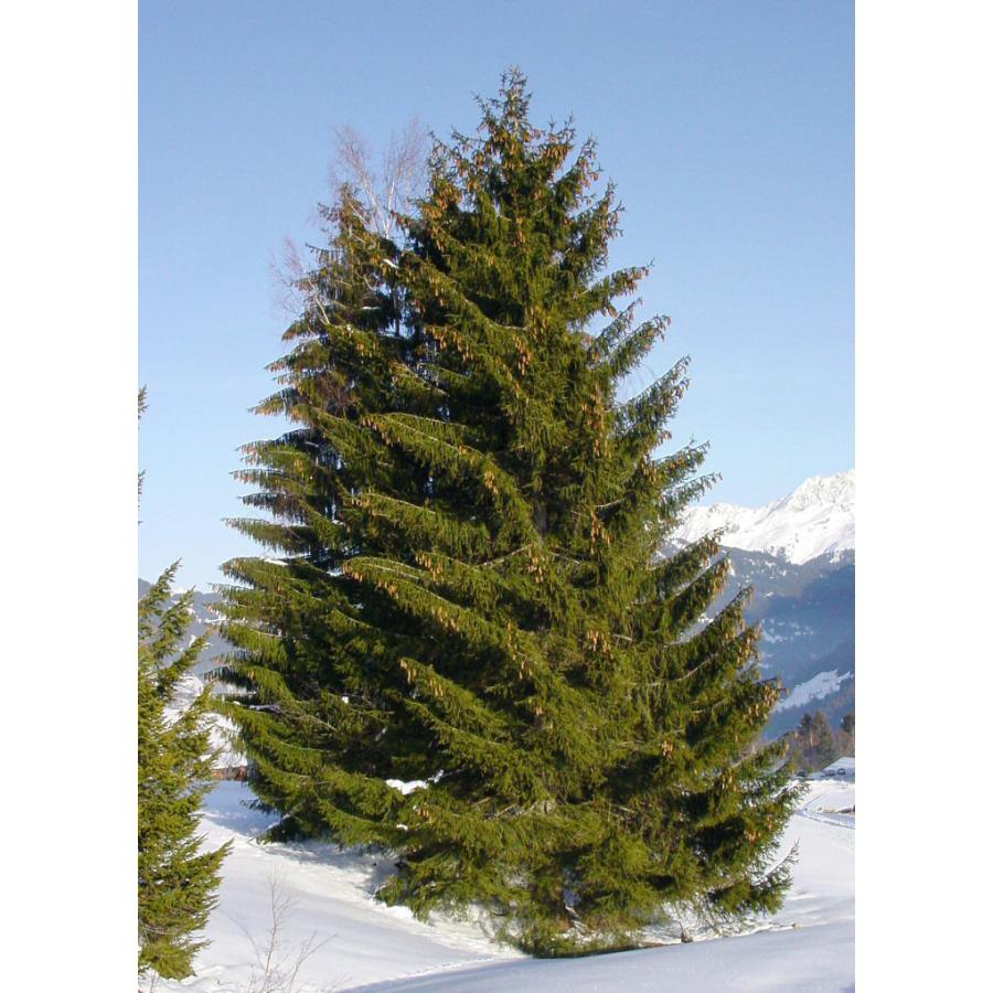 ヨーロッパトウヒ 欧州トウヒ 北米産 種子50粒 Norway Spruce North America 50 Seeds Zg86rsaeha H I Tree C S Yahoo 店 通販 Yahoo ショッピング