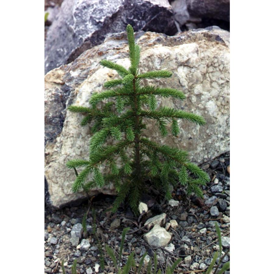 カナダトウヒ グラウカトウヒ 種子50粒 White Spruce 50 Seeds Zg87rf96x3 H I Tree C S Yahoo 店 通販 Yahoo ショッピング