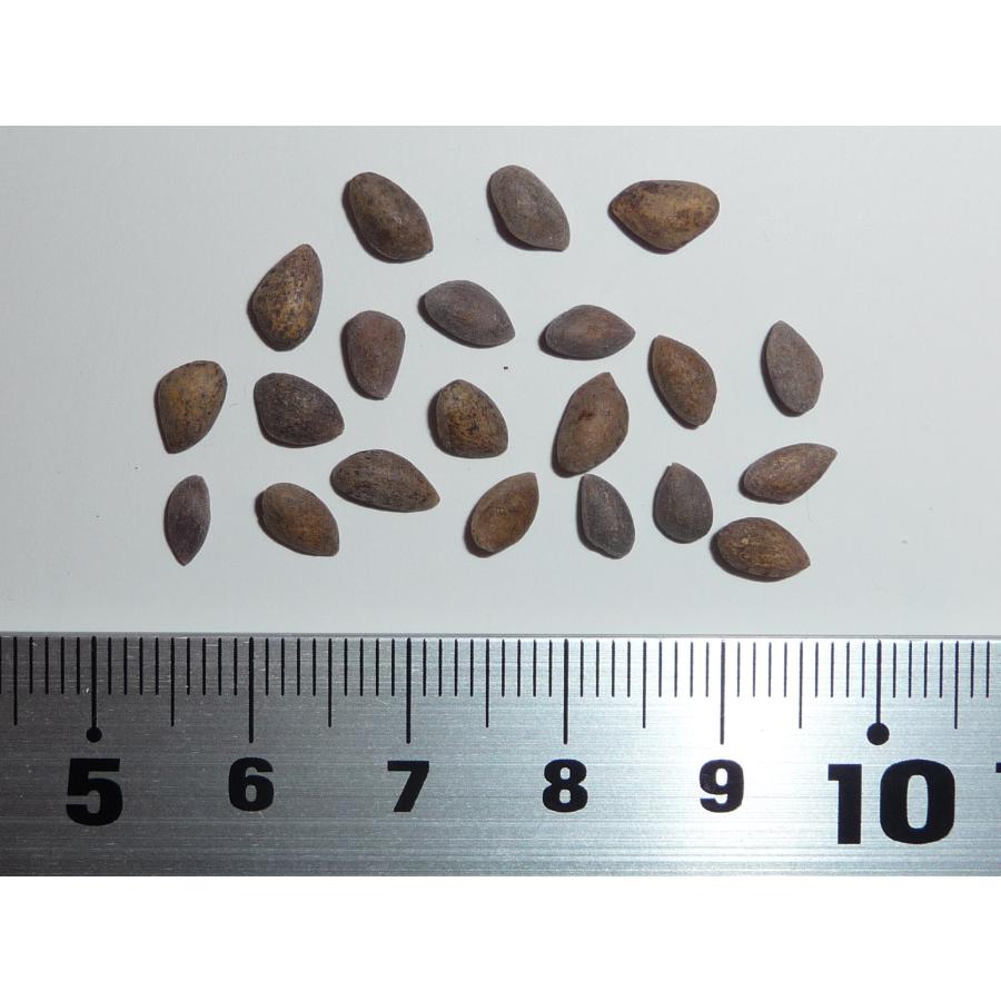 イガゴヨウ ブリッスルコーンパイン ニューメキシコ州産 種子30粒 Rocky Mountain Bristlecone Pine New Mexico 30 Seeds Zg8baht15y H I Tree C S Yahoo 店 通販 Yahoo ショッピング